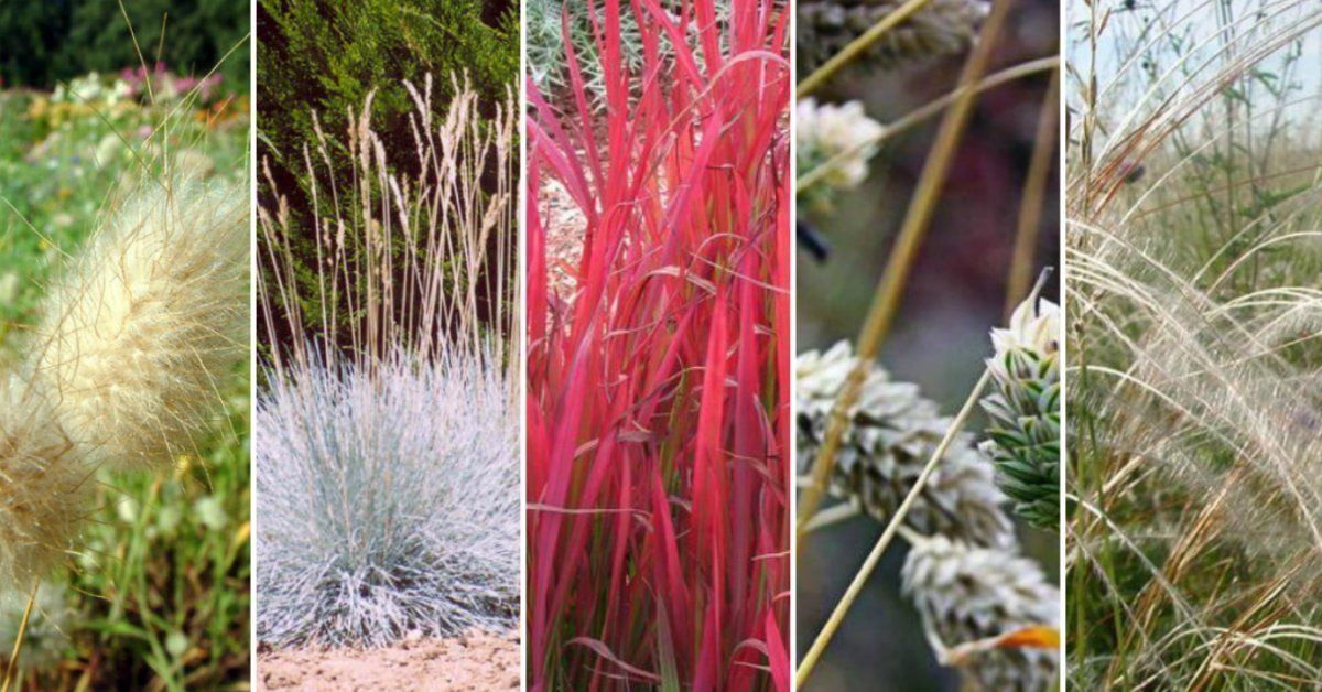 Декоративные злаки и травы в ландшафтном дизайне